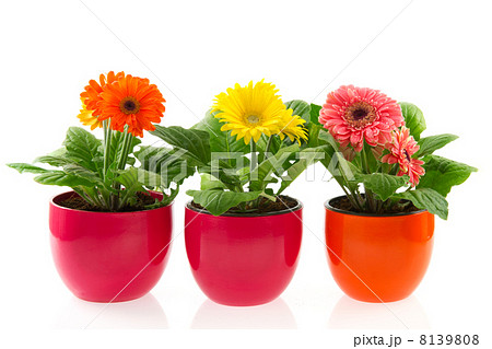 Colorful Gerber in row pots Colorful Gerber in row pots 8139808