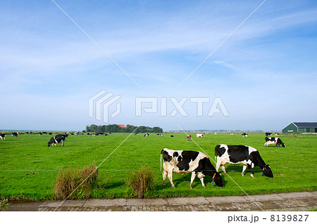 Typical dutch landscape 8139827