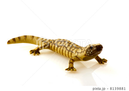 reptile reptile 8139881