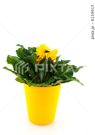 Yellow Gerber 8139915