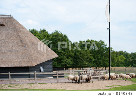 Dutch sheep fold 8140348