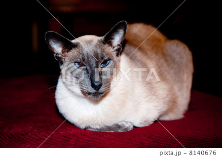 Seal point siamese cat 8140676