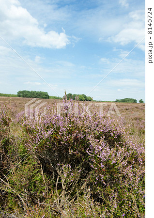 Heath in landscape Heath in landscape 8140724
