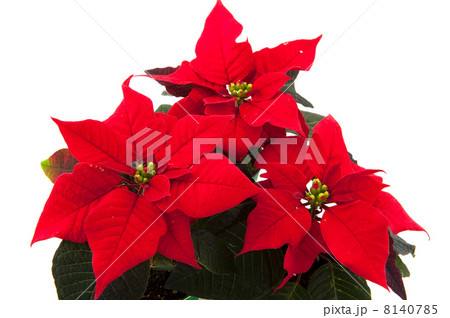 poinsettia 8140785