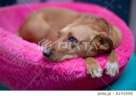 brown dog brown dog 8141008