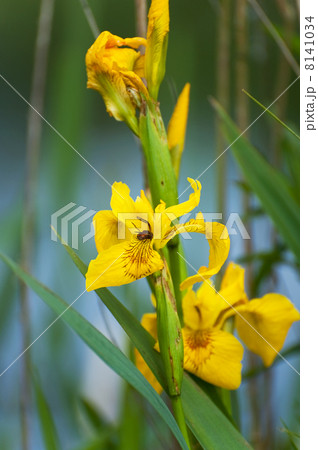 Yellow Iris in the wetlands Yellow Iris in the wetlands 8141034