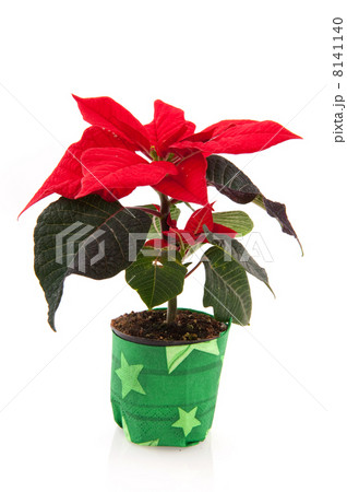 Single Poinsettia 8141140