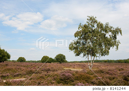 Heath in landscape 8141244