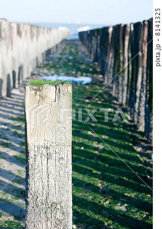Beach of Breskens 8141325