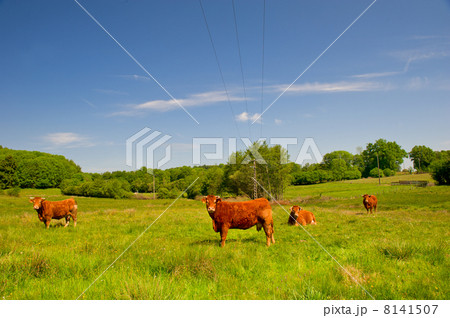 Limousin cows 8141507