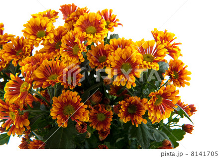 Florists daisy 8141705