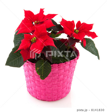 poinsettia in pink poinsettia in pink 8141830