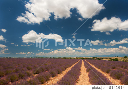 Lavender fields in the French Provence 8141914