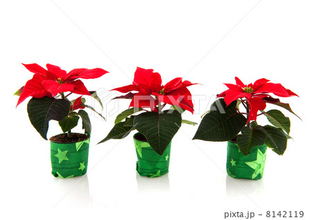 poinsettia 8142119
