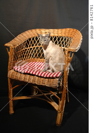 siamese cat 8142761