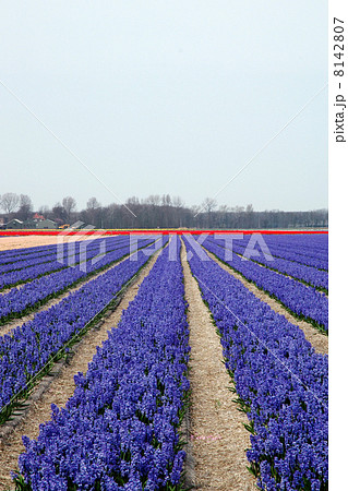 Fields-with-flowers 8142807