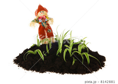 Gardening with young plants 8142881