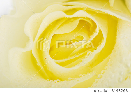 White rose 8143268