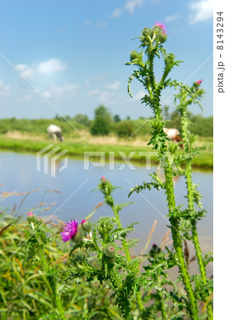 Purple Thistle 8143294