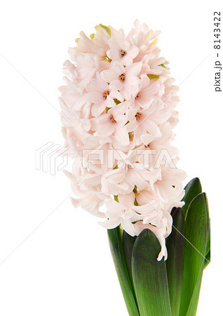 White Hyacinth White Hyacinth 8143422