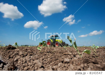 Young cauliflower plants Young cauliflower plants 8143547