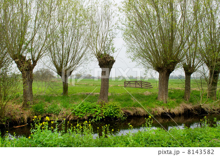 Pollard willows in landscape 8143582