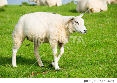 Sheep at the dike 8143674