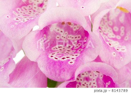 Purple Foxglove Purple Foxglove 8143789