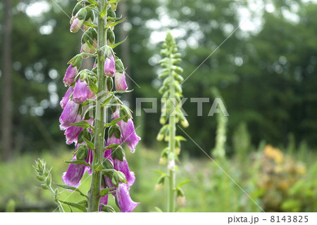 Foxglove 8143825