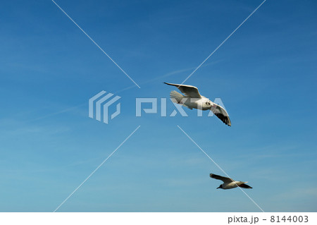 Seagull 8144003