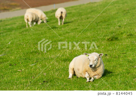 White sheep 8144045