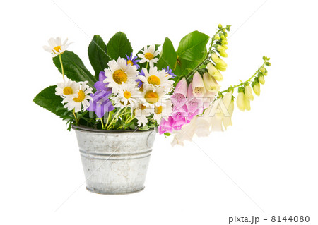 Purple Foxglove and white daisies in bucket Purple Foxglove and white daisies in bucket 8144080