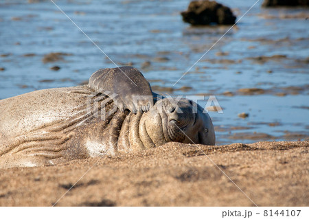 seal at the beach 8144107