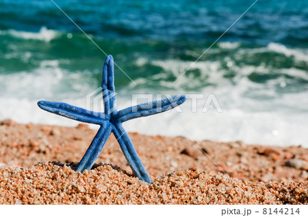 Blue starfish at the beach 8144214