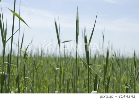 Grain in the fields 8144242