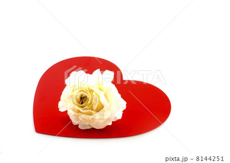 White rose White rose 8144251