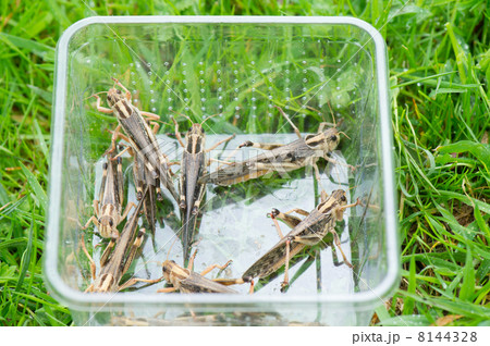 Food for reptiles Food for reptiles 8144328