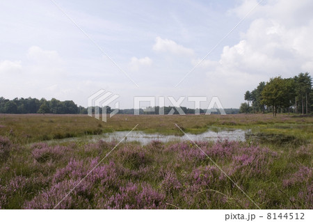 heather landscape 8144512