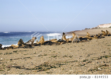 Seal at the beach Seal at the beach 8144553