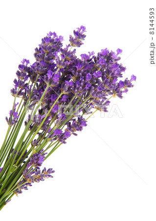 Bouquet Lavender 8144593