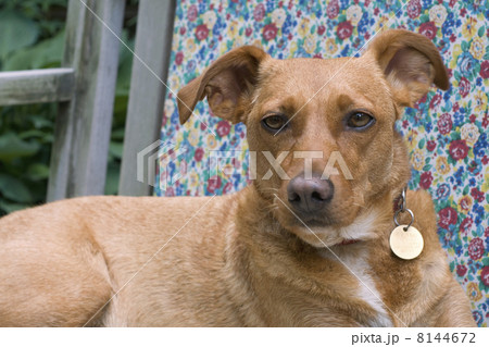 brown dog brown dog 8144672