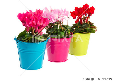 Red and pink Cyclamen 8144749