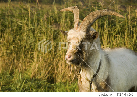 classic goat 8144750
