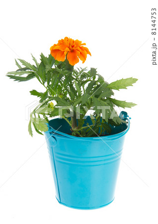 Orange Marigolds Orange Marigolds 8144753