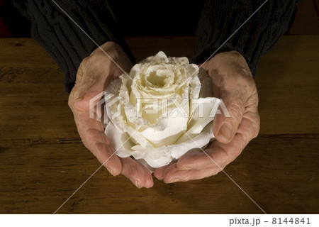 Old hands with white rose 8144841