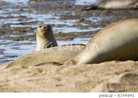 Seal 8144991