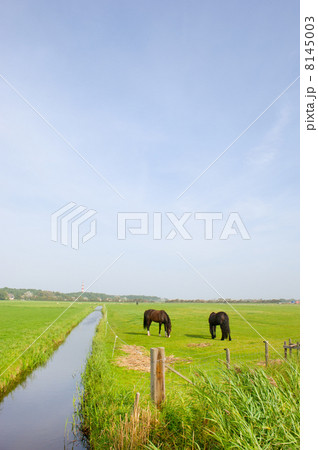 Landscape with horses Landscape with horses 8145003