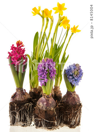 Daffodils and hyacinths Daffodils and hyacinths 8145004