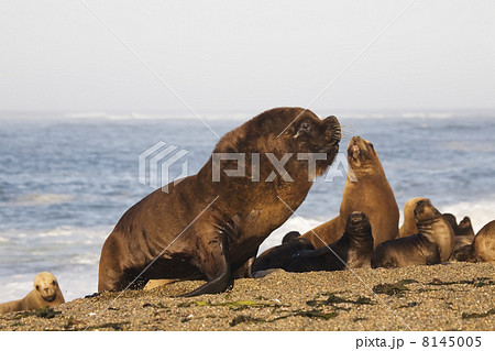 sea-lion sea-lion 8145005