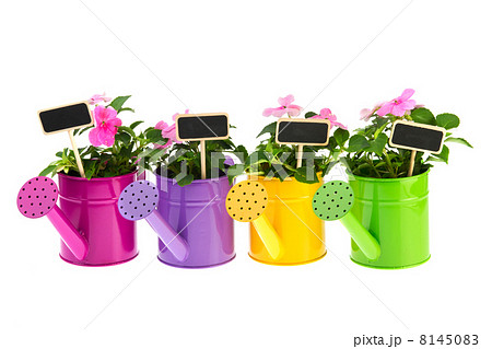Watering cans with flowers 8145083